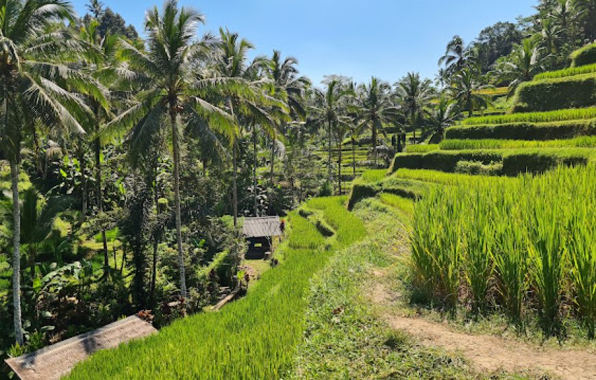Ubud Swing & Scenic Landscape Experience